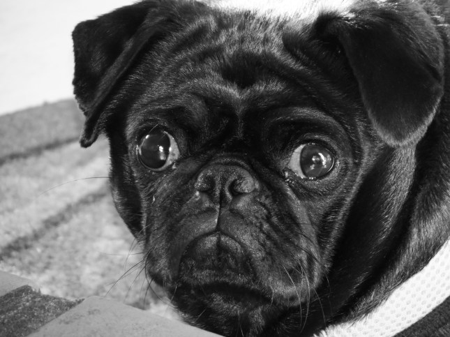 IMG_0795 Cleo #1 B&W