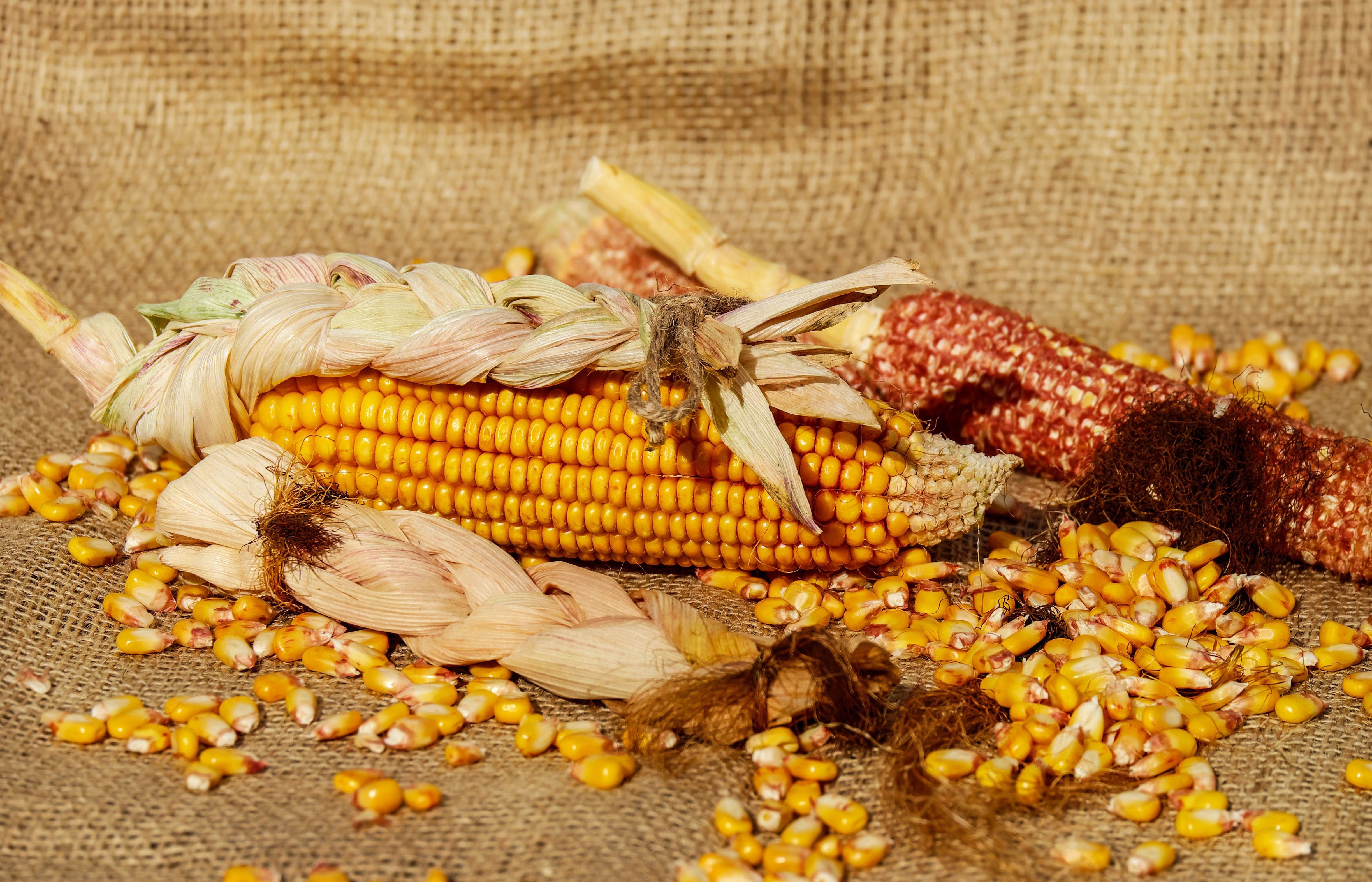 yellow-corn-206653.jpg